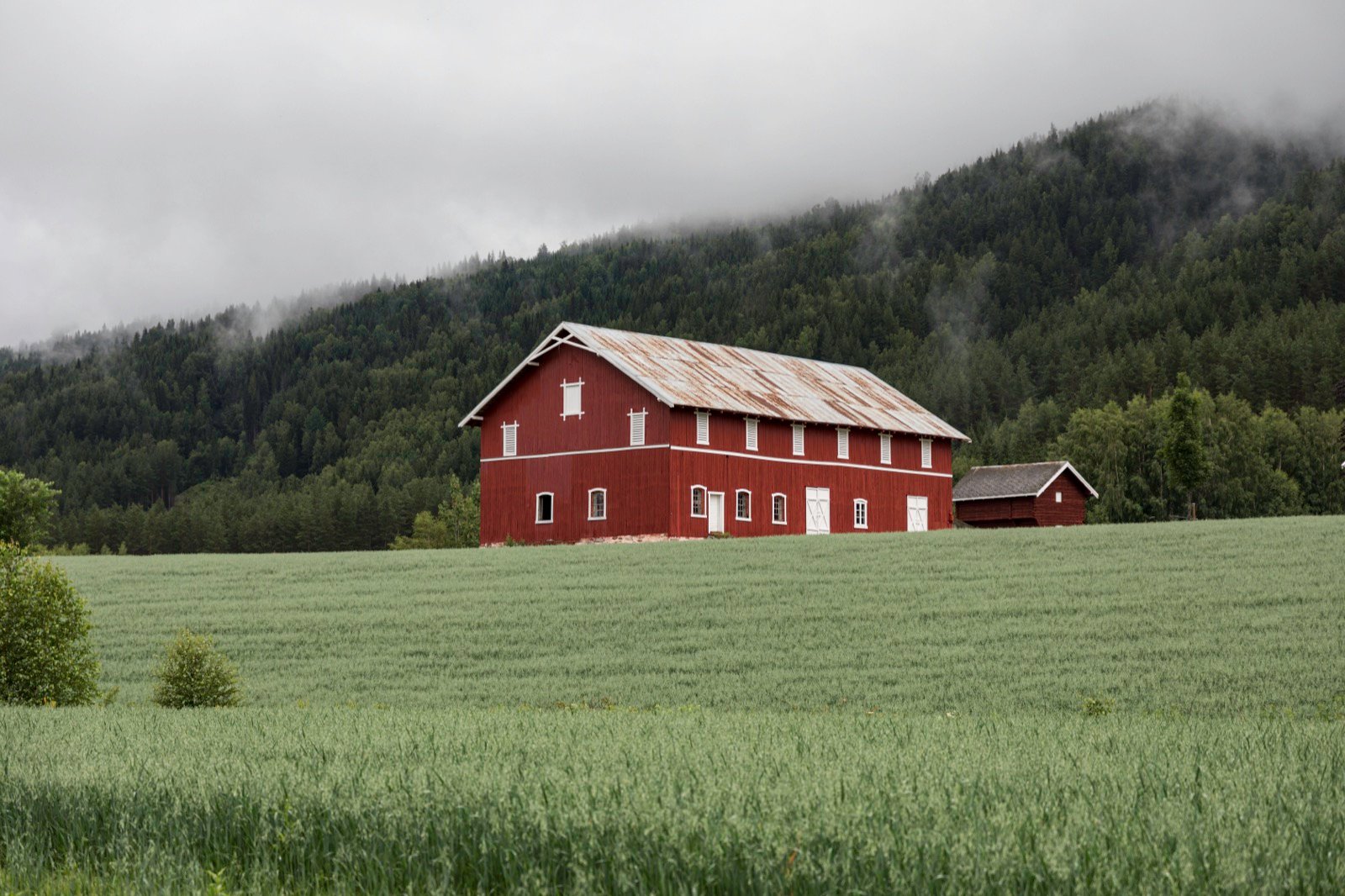 Traditional red Norwegian barn in a misty field
