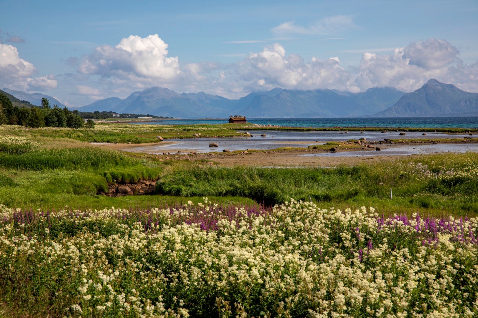Wildflowers in the foreground of a mountain lake in Norway