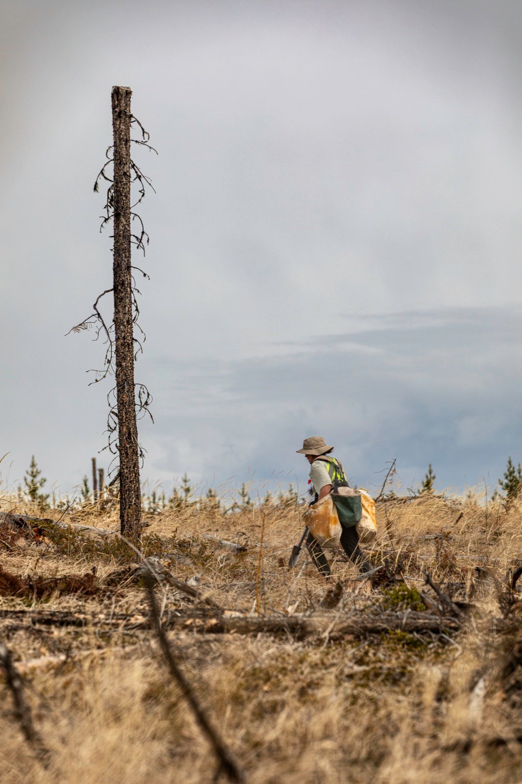 Tree planter silhouetted beside a burnt spar tree, Williams Lake, BC