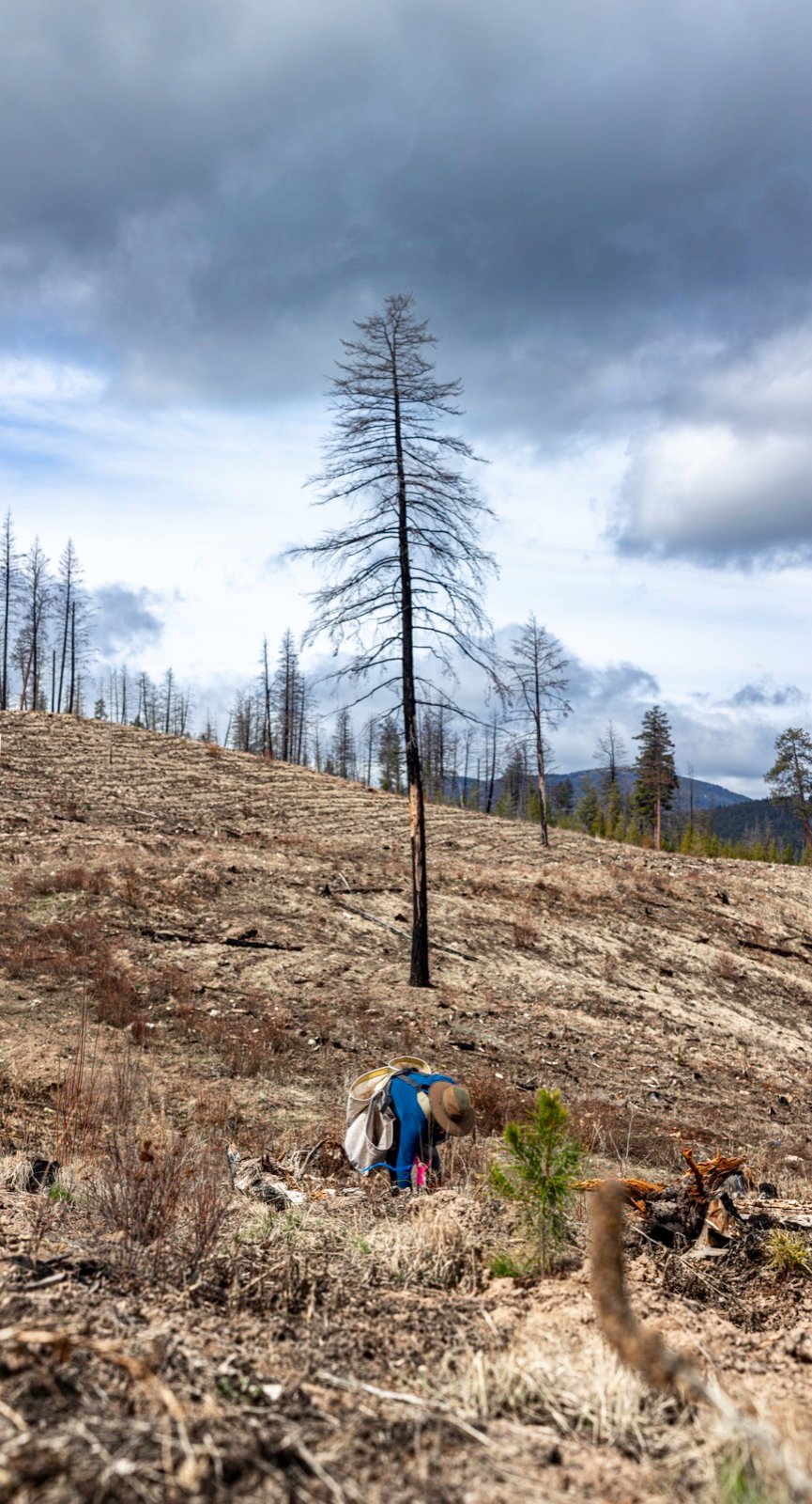 Tree planter beside a lone burnt tree under a stormy sky, Merritt, BC
