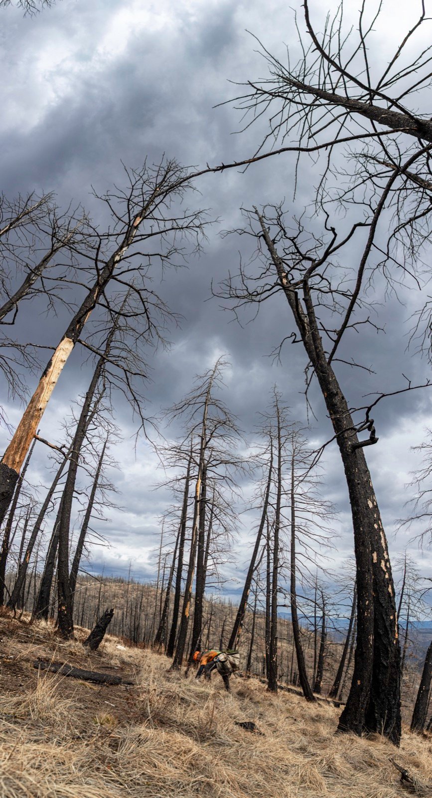Dead standing trees against a stormy sky, Merritt, BC