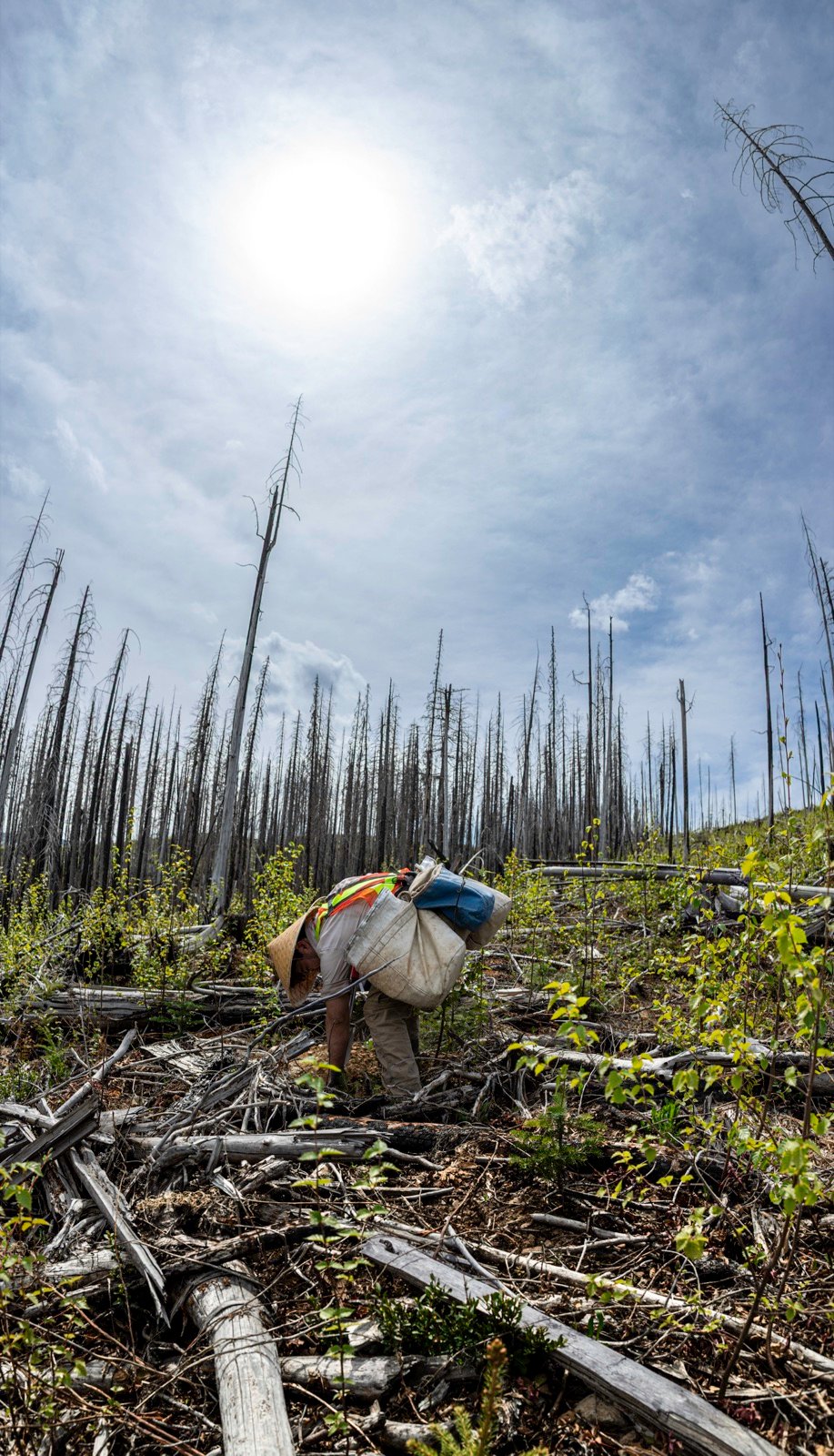 Wide-angle view of a tree planter working among burnt spars and green regrowth, sun overhead, Williams Lake, BC