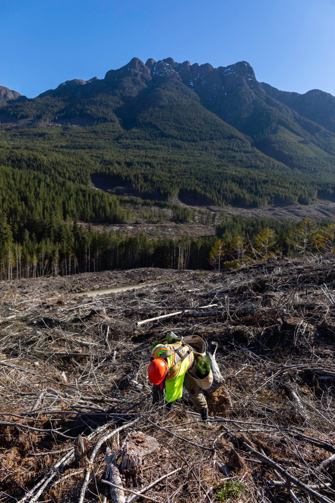 Tree planter working with a dramatic mountain peak behind, Port Alberni, BC