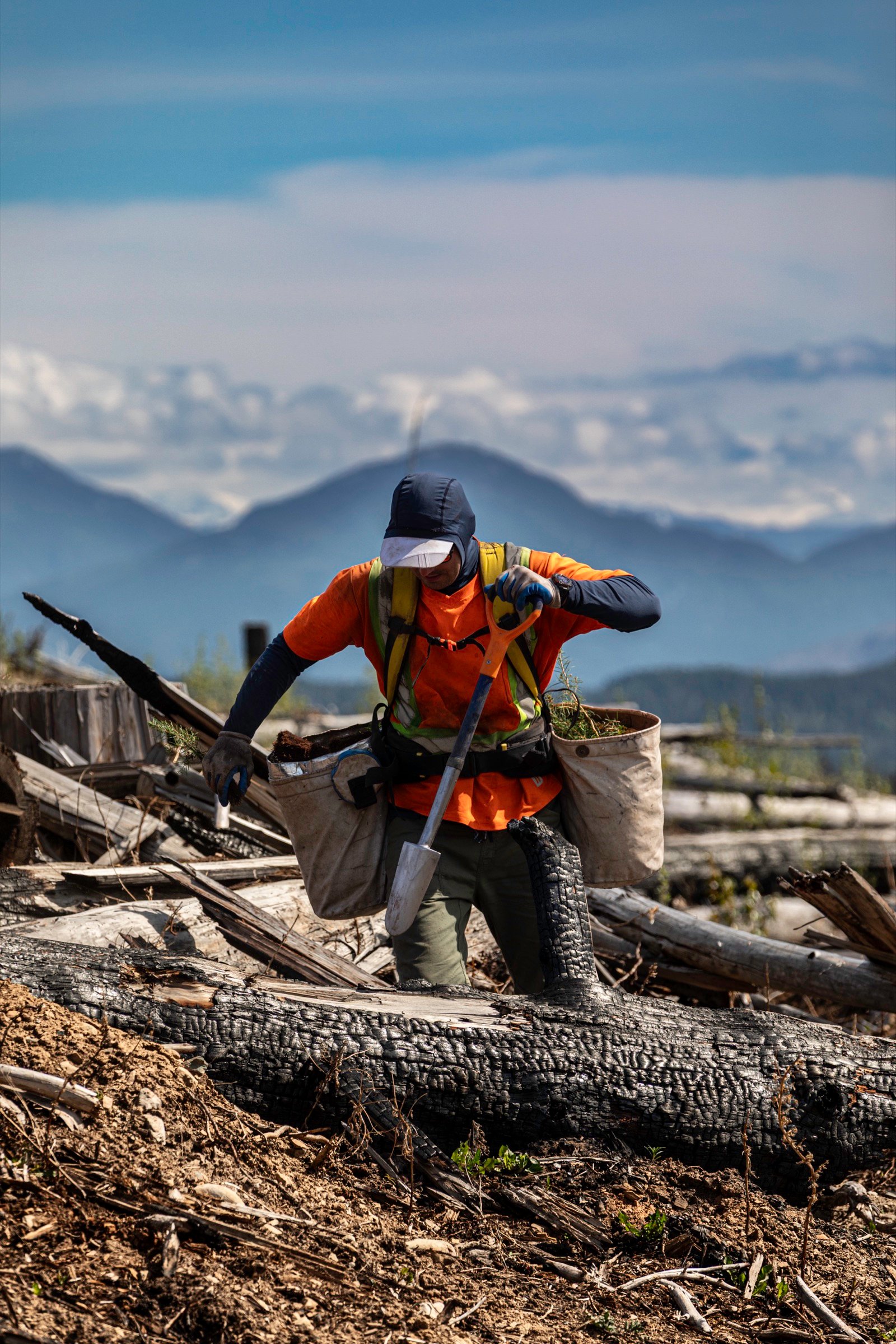 Tree planter climbing over burnt debris with mountains in the background, Williams Lake, BC