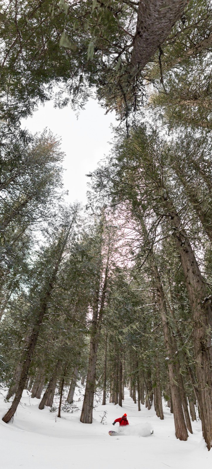 Looking up through snow-laden pine trees at Keefer Lake Lodge, BC